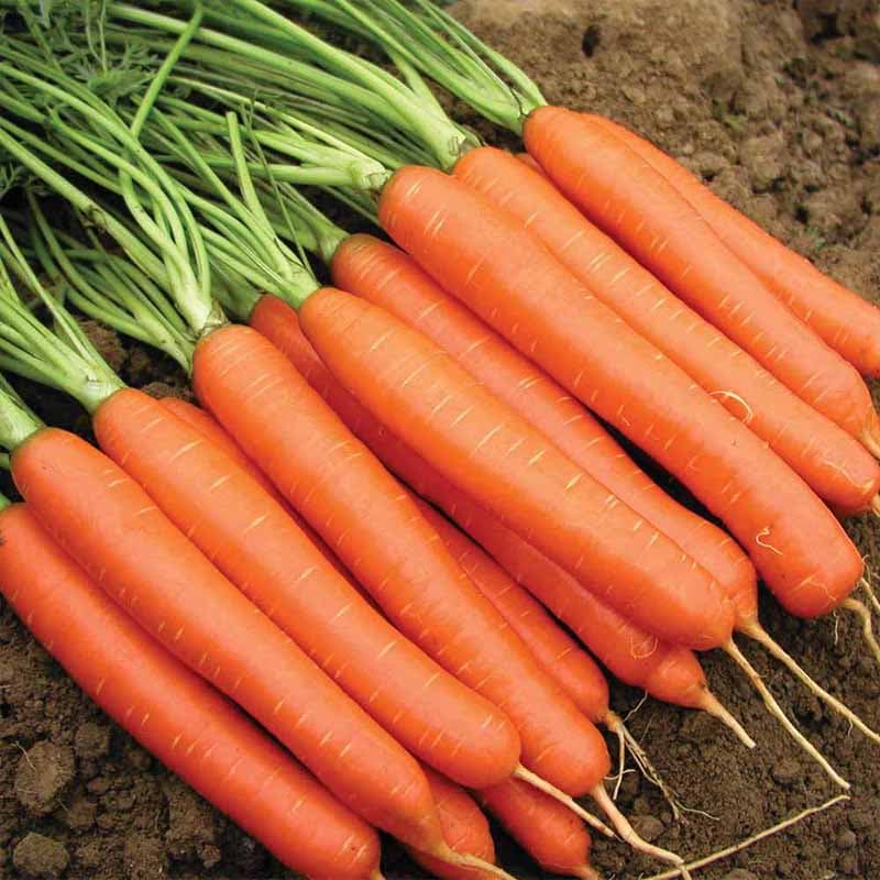 Millions of Queensland carrots 